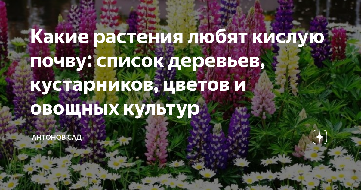 Какие растения любят кислую почву: список деревьев, кустарников, цветов .