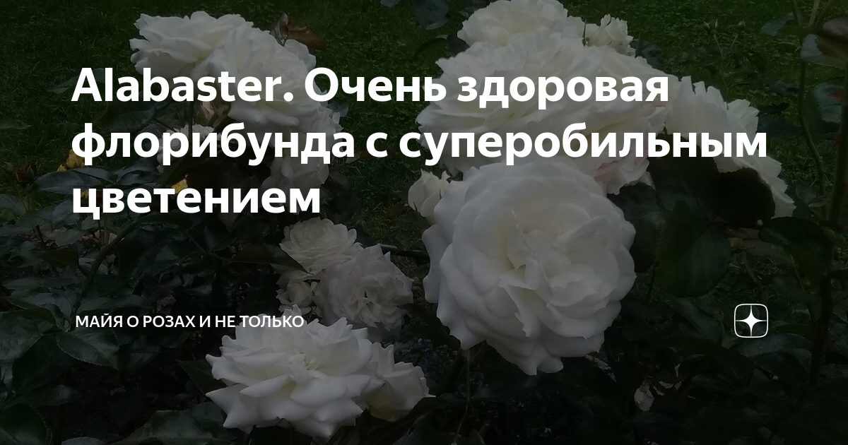 Alabaster. Очень здоровая флорибунда с суперобильным цветением | Майя о ...
