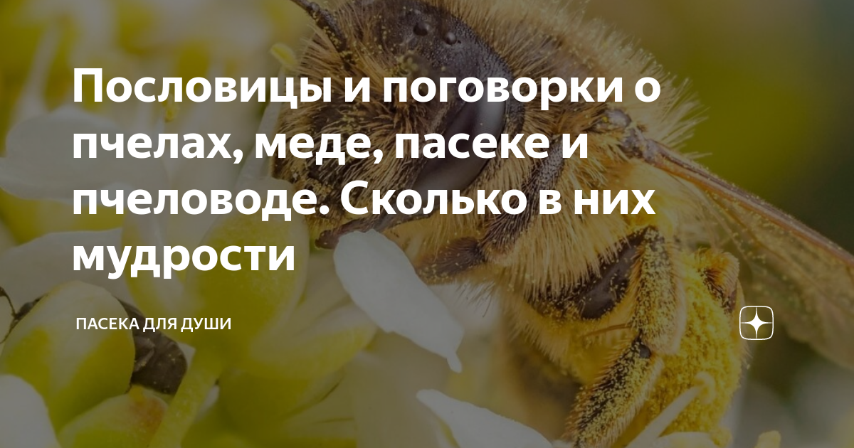сколько идет пара в меде