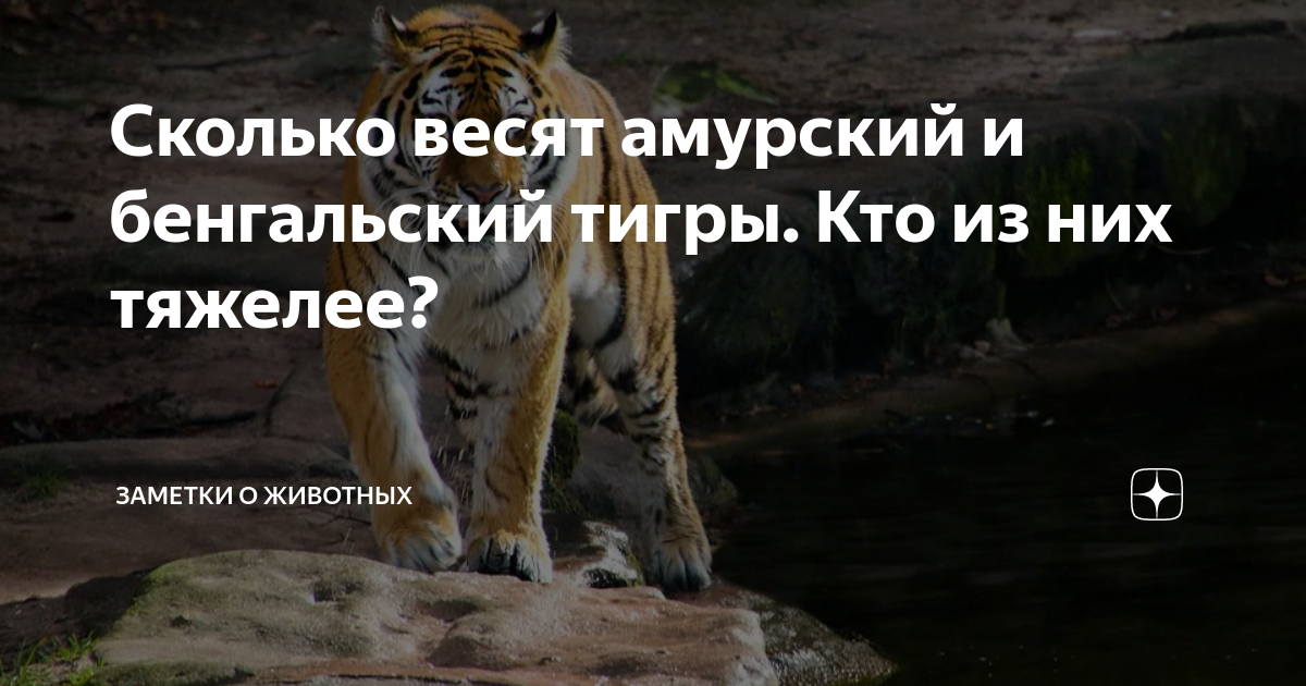 Сколько весят амурский и бенгальский тигры. Кто из них тяжелее ...