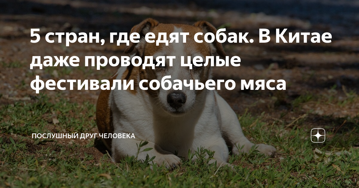 Фестиваль собачьего мяса в корее. Страны где ели собак. Страны где ели собак. Порода собак нуреонги в корее. Порода собак нури онги.