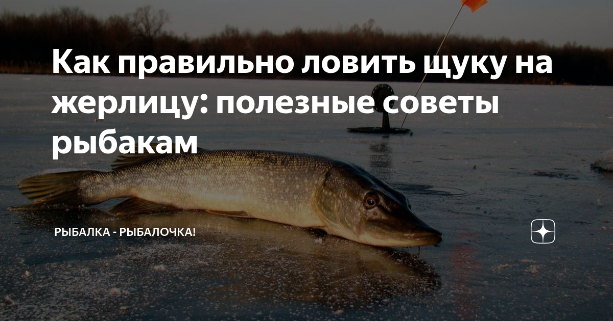 как ловить рыбу на жерлицу зимой