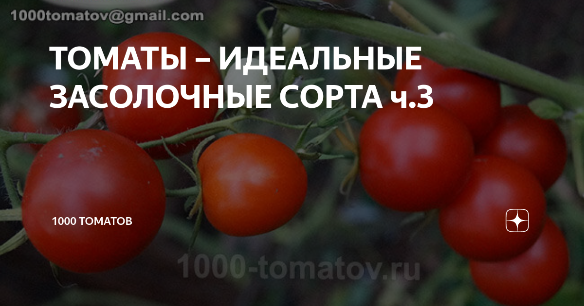 ТОМАТЫ – ИДЕАЛЬНЫЕ ЗАСОЛОЧНЫЕ СОРТА ч.3 | 1000 томатов | Дзен