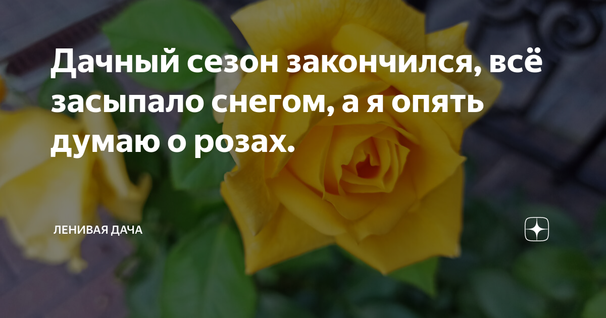 Дачный сезон закончился, всё засыпало снегом, а я опять думаю о розах ...