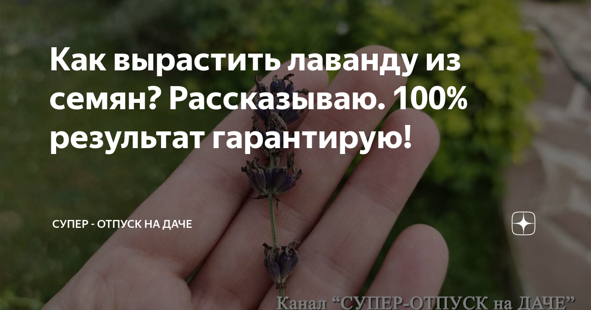 как сохранить лаванду зимой