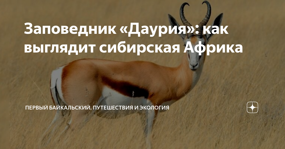 Заповедник «Даурия»: как выглядит сибирская Африка | Первый Байкальский ...