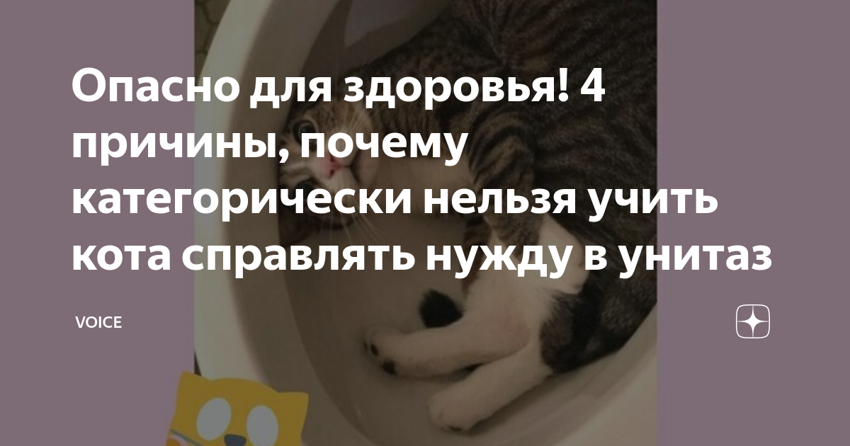 как учить кота