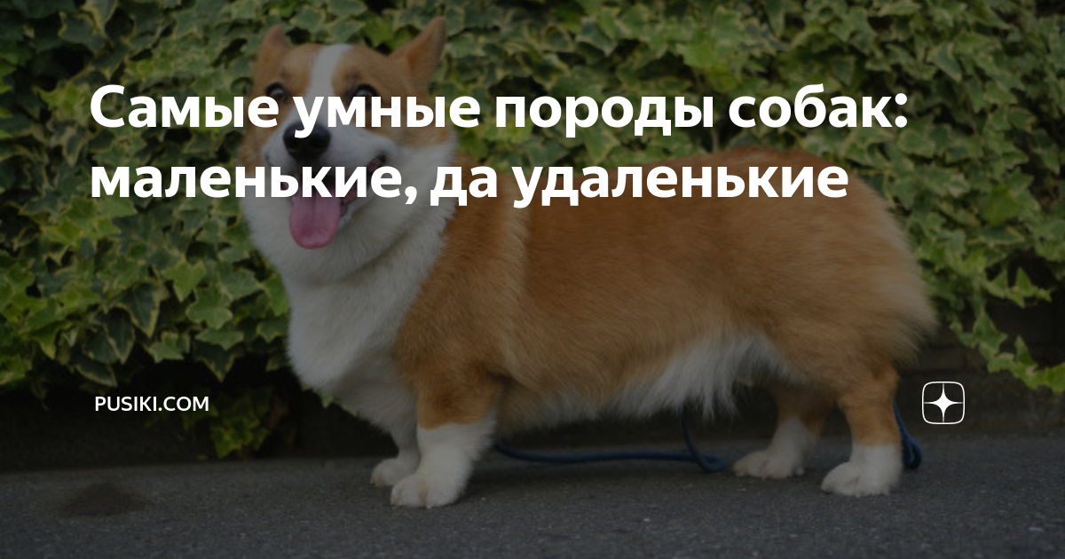 породы собак маленькие умные