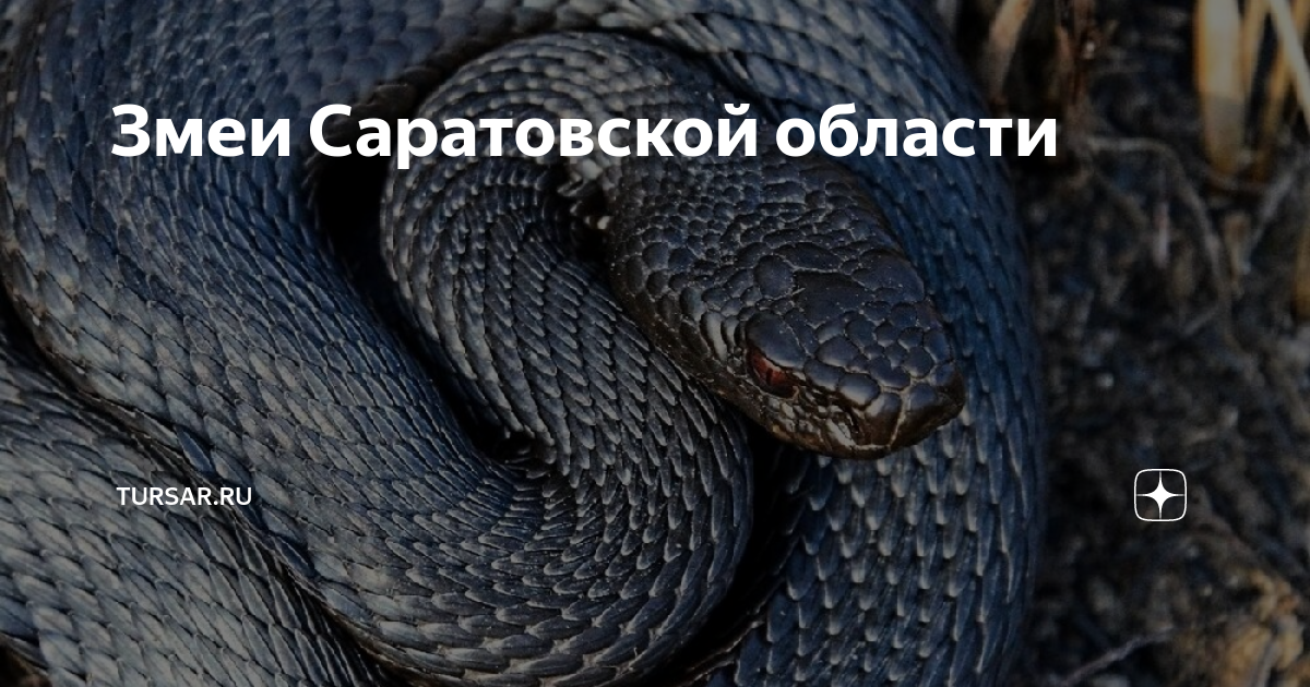 Змеи саратовская область фото Змеи Саратовской области tursar.ru Дзен