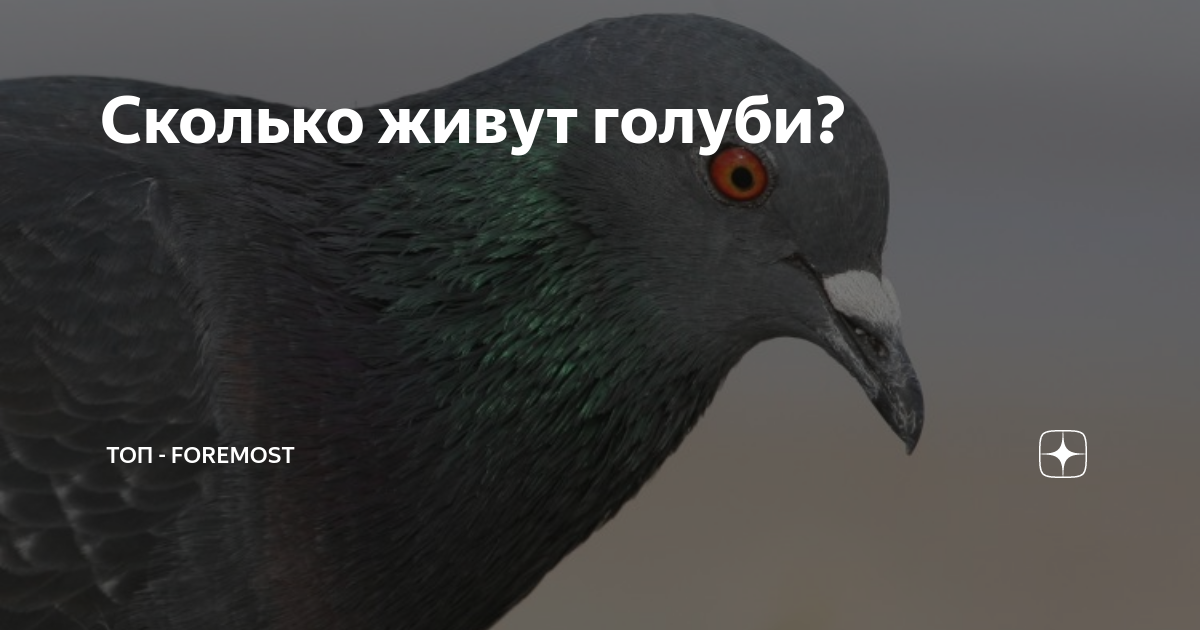 Почему на улице мы видим только взрослых голубей? Где их птенцы?