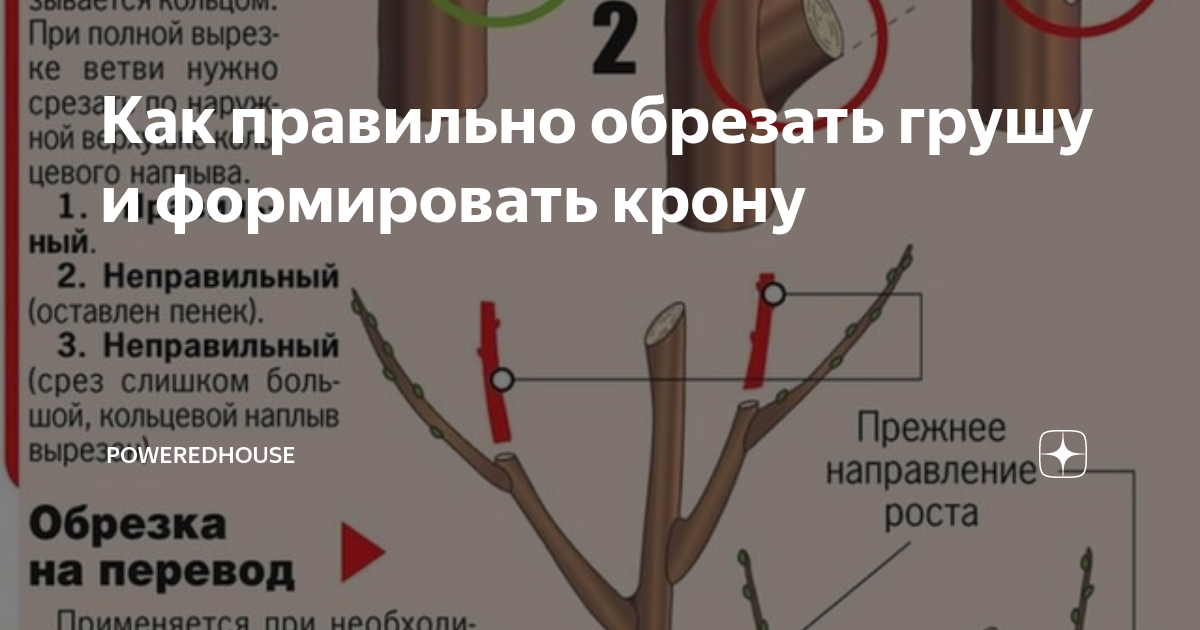 Все началось с ветки. Обрезка плодовых деревьев груши. Обрезка центрального проводника у груши. Как правильно обрезать грушу. Правильная обрезка веток