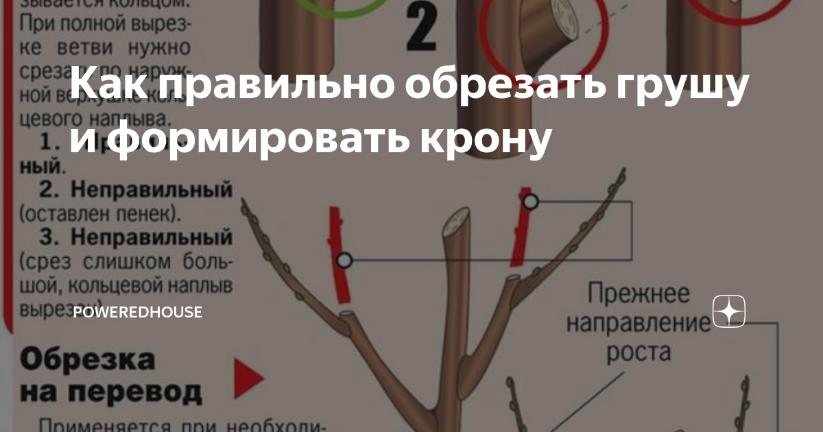 Можно ли обрезать ветки яблони. Обрезка плодовых деревьев груши. Обрезка центрального проводника у груши. Как правильно обрезать грушу. Правильная обрезка веток.