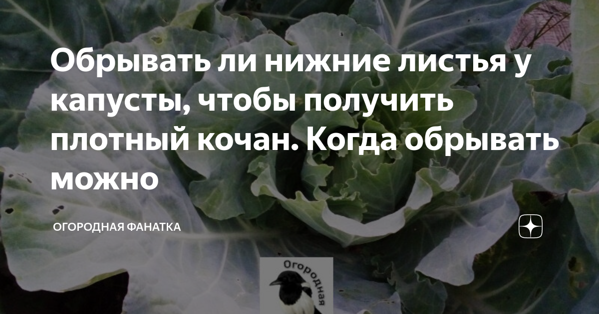 Когда обрезать нижние листья. Надо ли на капусте обрезать нижние листья. Нижние листья капусты. Обрывать листья у капусты. Можно ли обрывать листья у капусты.