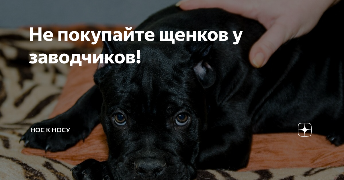 видео давай купим собачку