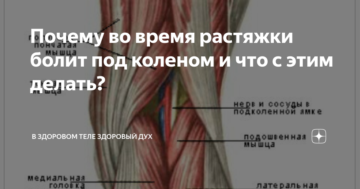 Растяжка портняжной мышцы. Растяжка передней берцовой мышцы. Растяжка полусухожильной мышц ног. Растяжка мышц голени упражнения. Болят ноги после растяжки.