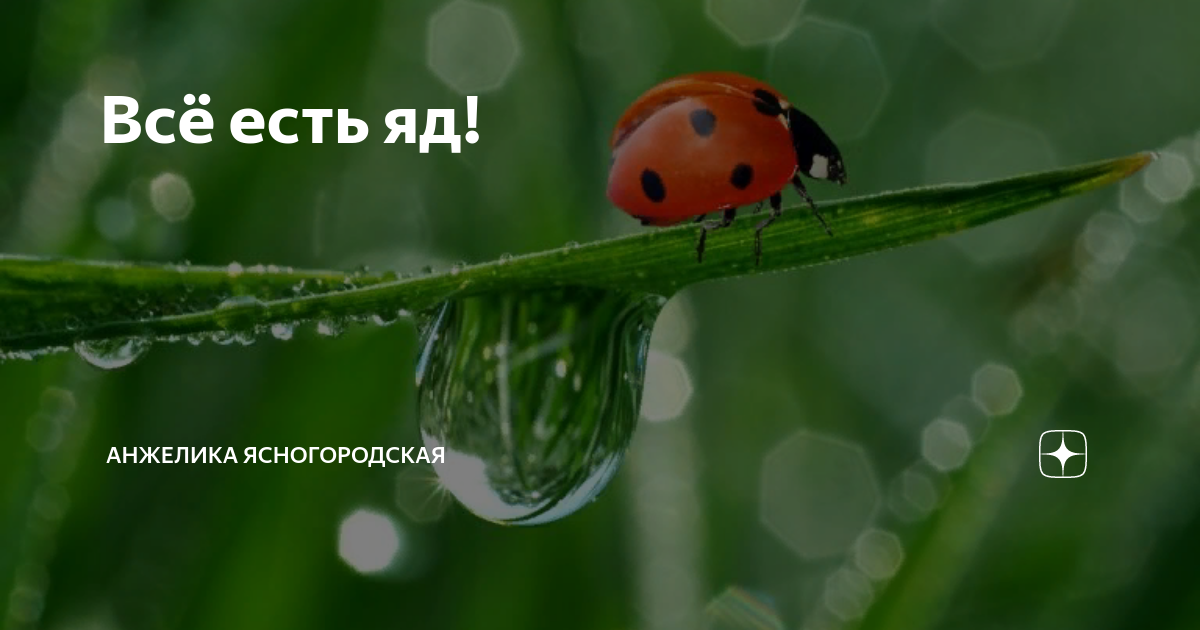Всё есть яд! | Анжелика Ясногородская | Дзен