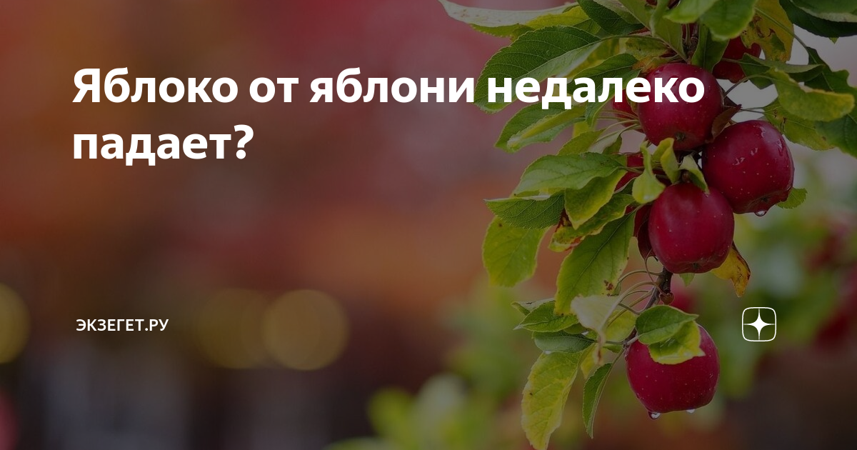 Объяснение пословицы яблоко от яблони недалеко падает. Яблоко от яблоньки недалеко падает. Яблоко от яблони недалеко падает смысл пословицы. Яблоня от яблони недалеко падает значение пословицы. Яблоко от яблони недалеко падает похожие пословицы статус.