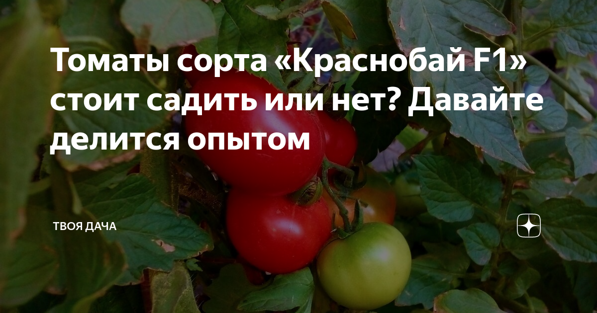 Томат краснобай фото. Томат Краснобай f1. Томат Краснобай характеристика и описание. Краснобай помидоры описание.