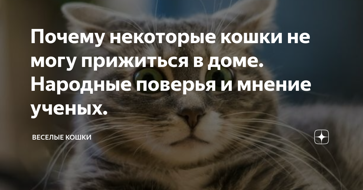 Почему не приживаются кошки?