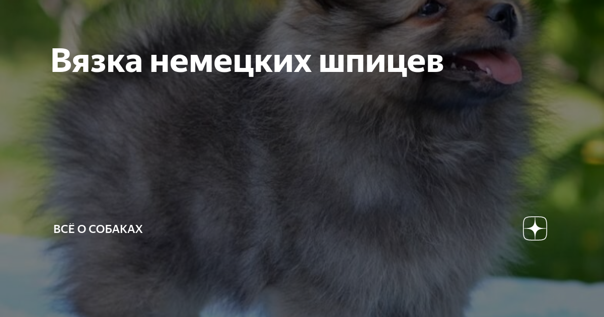 Вязка собак (случка): когда и как вязать собаку в первый раз | Блог зоомагазина 23545.ru