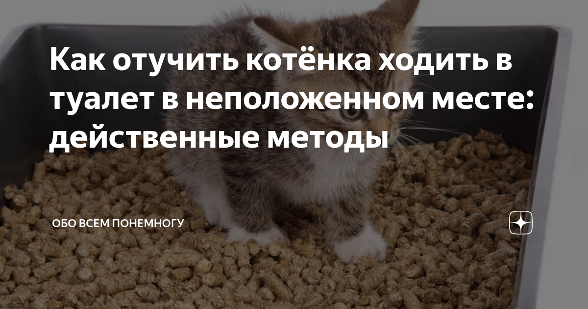 Как заставить котенка сходить в туалет