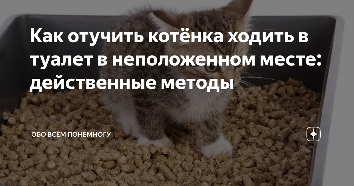 Почему кошки гадят в неположенном месте. Средство для отучения кошек гадить в неположенном. Как отучить кота гадить. Как отучить кота гадить в неположенном месте. Отучить котенка гадить в неположенном.