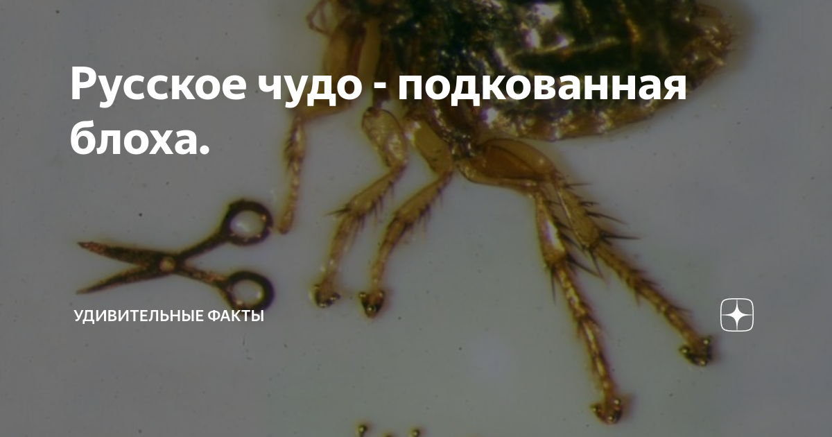 Русское чудо - подкованная блоха. | Удивительные факты | Дзен