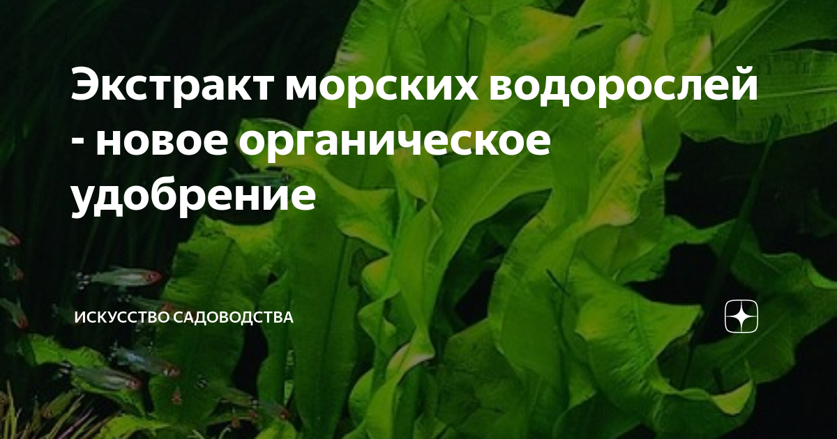 Экстракт морских водорослей - новое органическое удобрение | Искусство ...