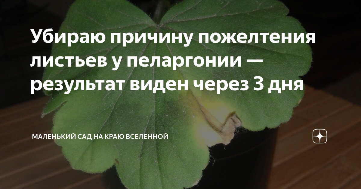 Убираю причину пожелтения листьев у пеларгонии — результат виден через ...