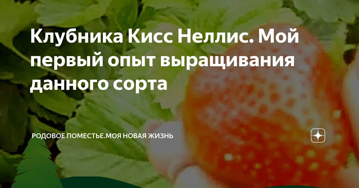 Клубника Кисс Неллис. Мой первый опыт выращивания данного сорта | Моё ...