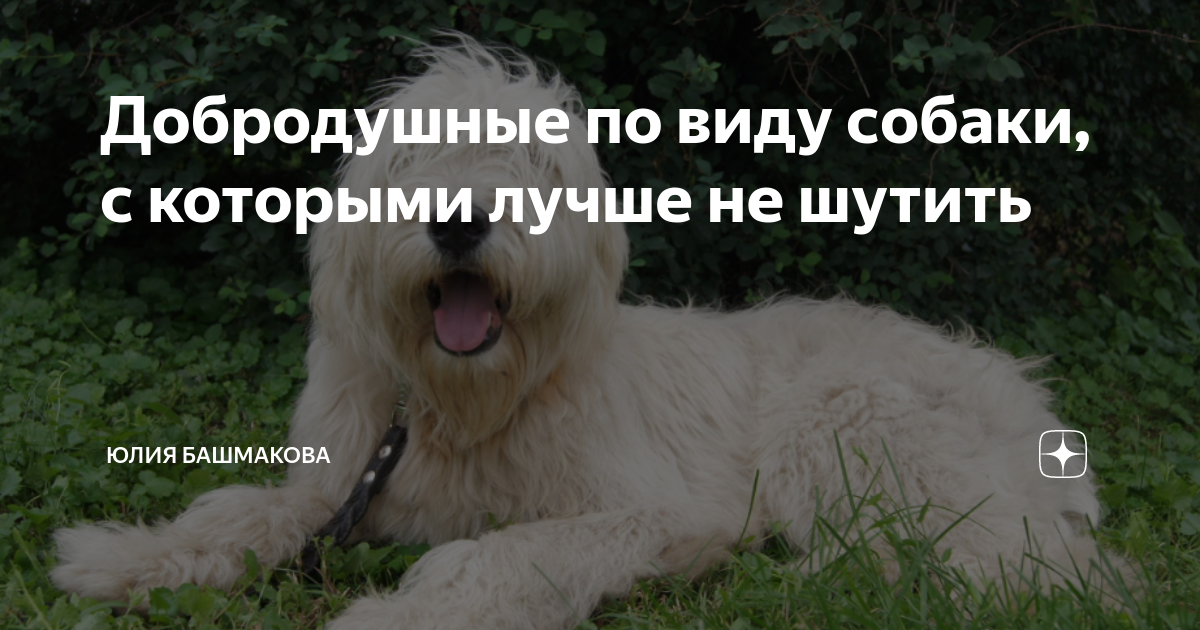 Добродушные по виду собаки, с которыми лучше не шутить | Юлия Башмакова ...