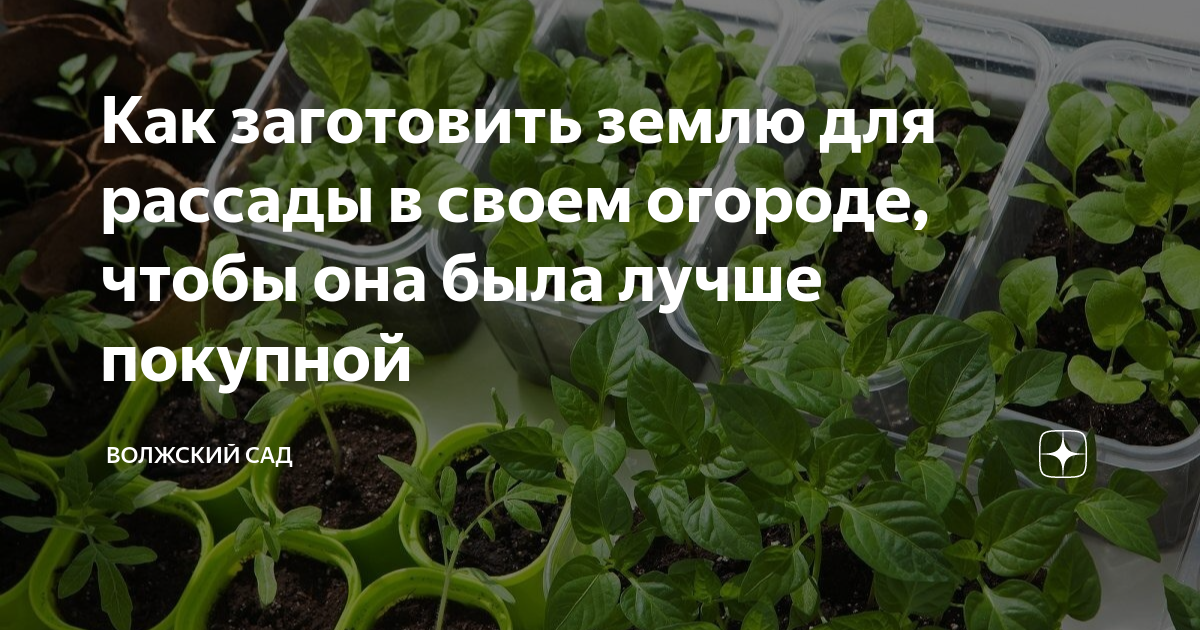 Как заготовить землю для рассады в своем огороде, чтобы она была лучше ...