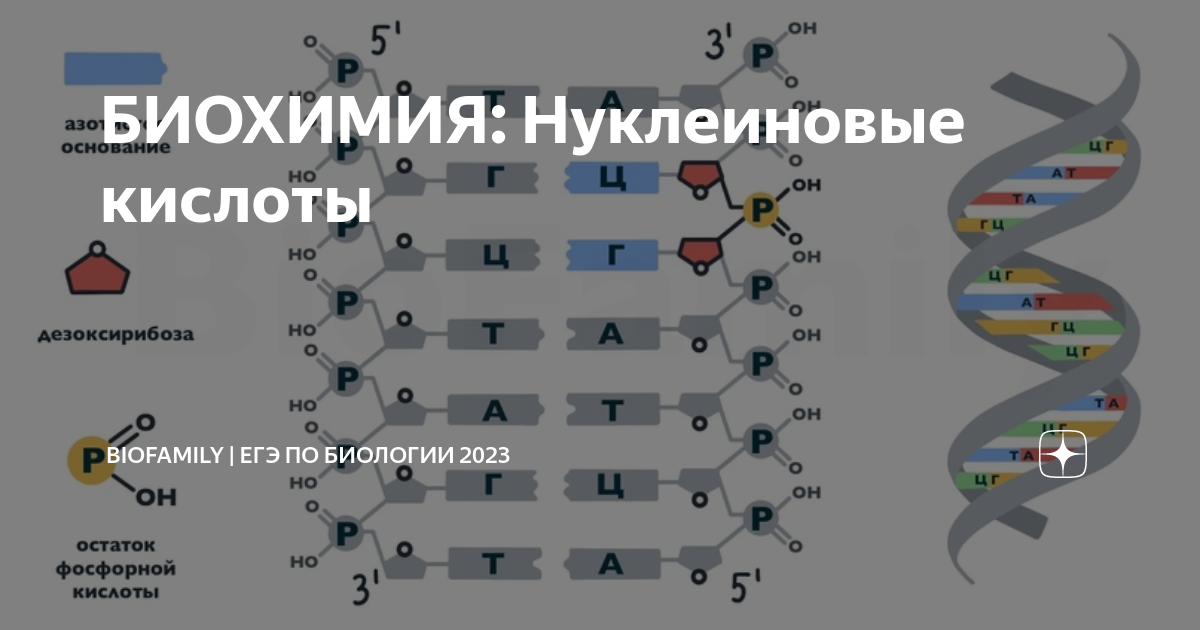 Biofamily тренировочный вариант по биологии. Радиация на нуклеиновые кислоты.