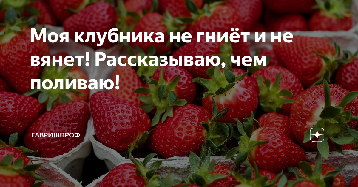 Почему гниет клубника на грядке. Клубника гниет. Клубника гниет при хранении. Клубника гниет от другой. Гниющая клубника рядом со спелой Мем.