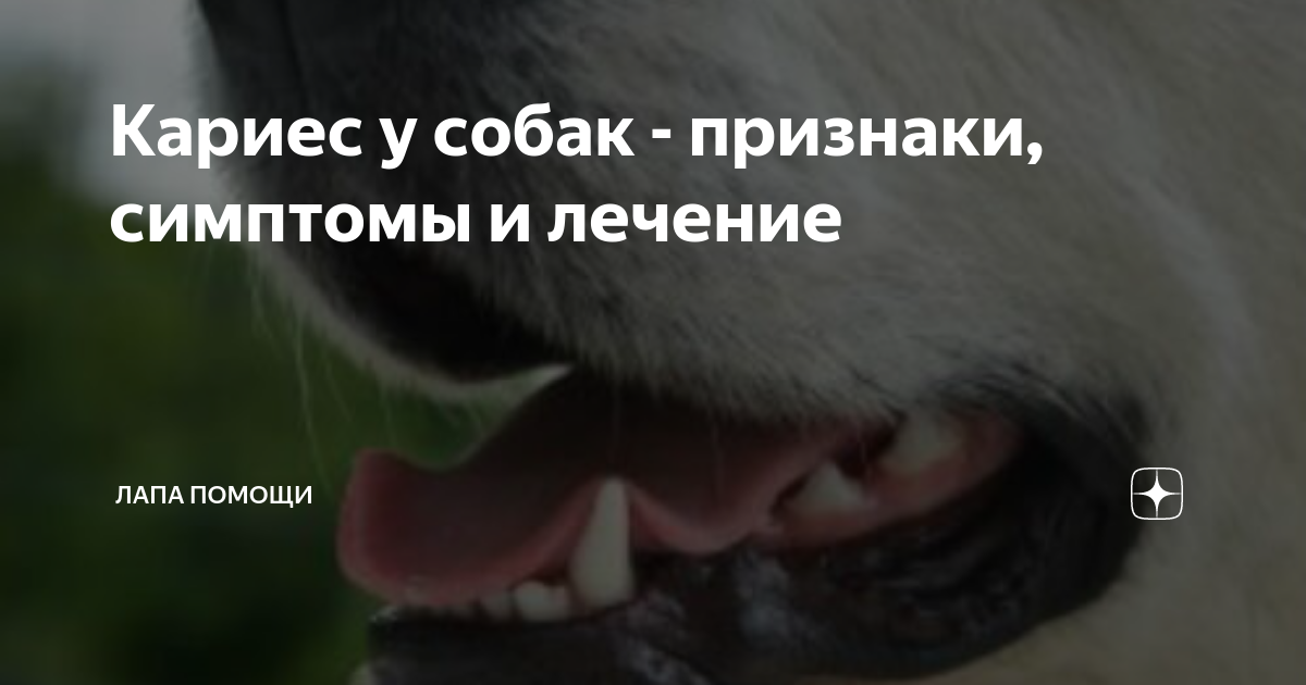 Кариес у собак и кошек — чем опасен? | Блог на l2luna.ru