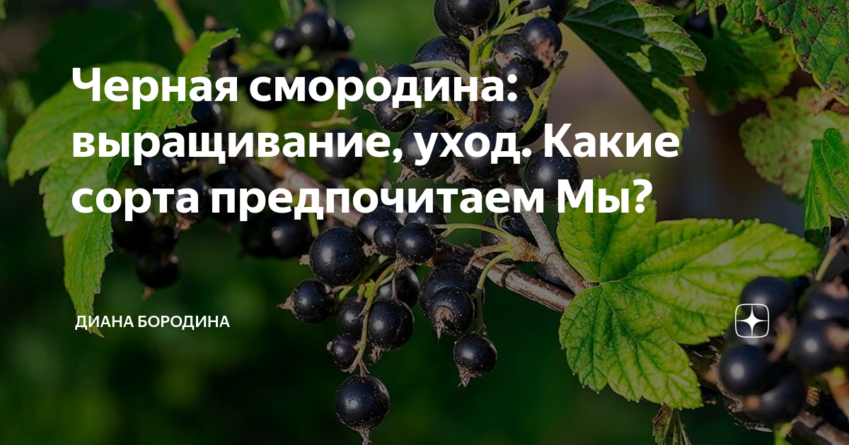 Любэ там смородина растет. Смородина продолговатая.
