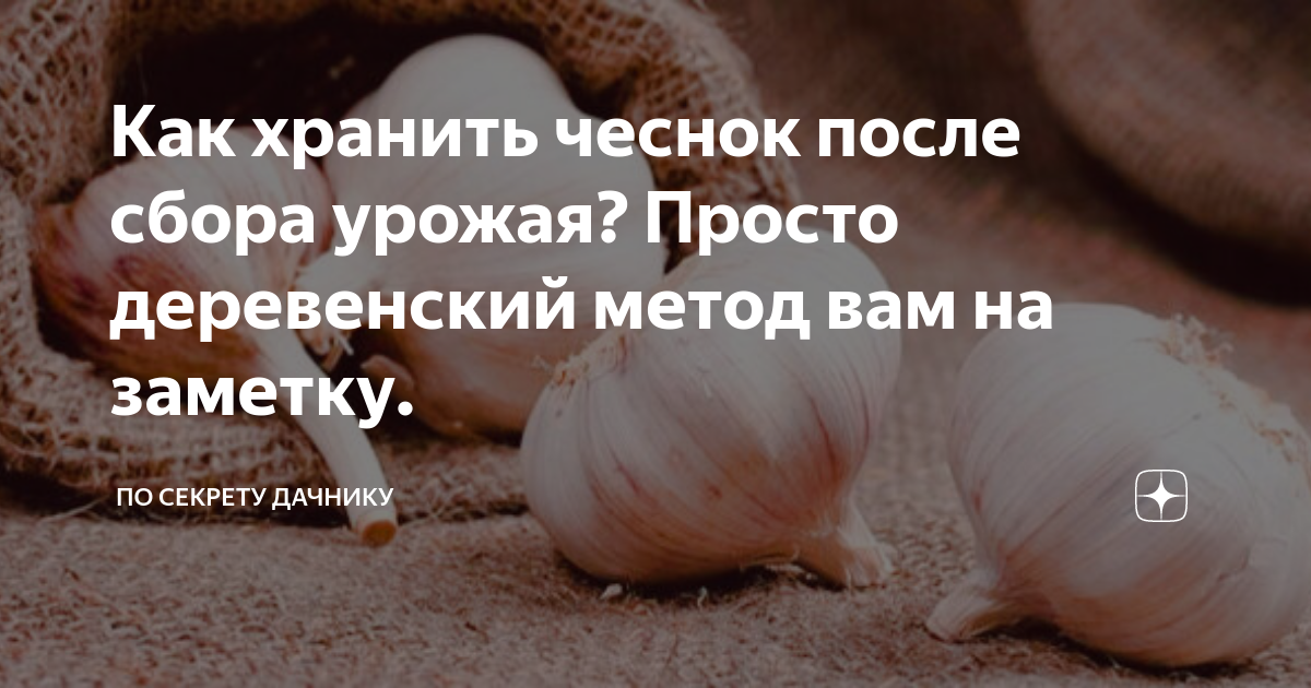 Как хранить чеснок после сбора урожая? Просто деревенский метод вам назаметку.