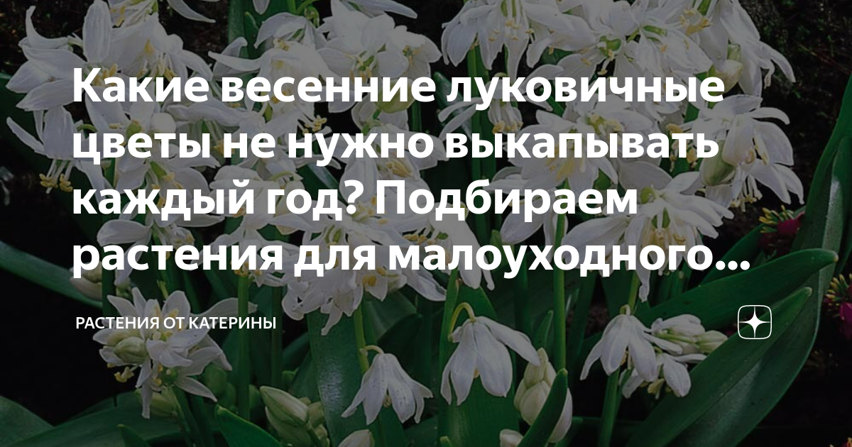 Какие весенние луковичные цветы не нужно выкапывать каждый год ...