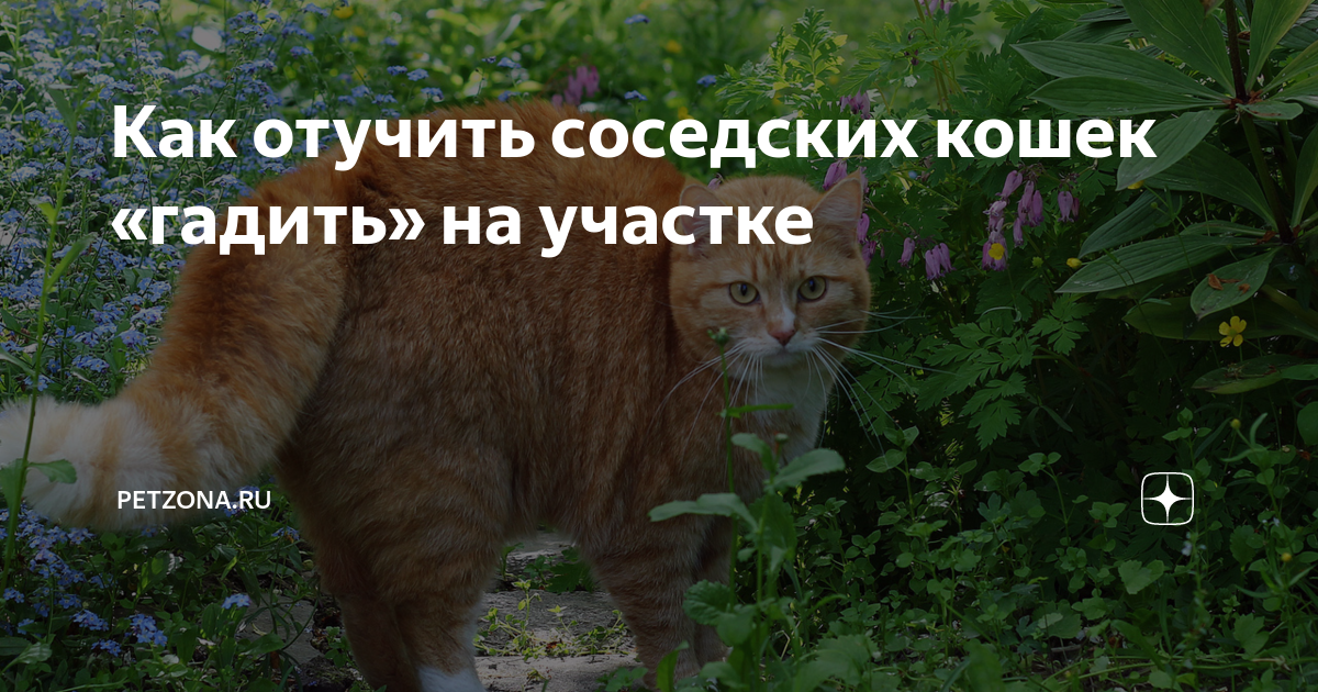 Как отвадить соседских. Как отучить кошек гадить на участке. Как отвадить соседских котов от своего участка. Как отучить соседского кота ходить на участок. Чужие кошки на участке как отучить.