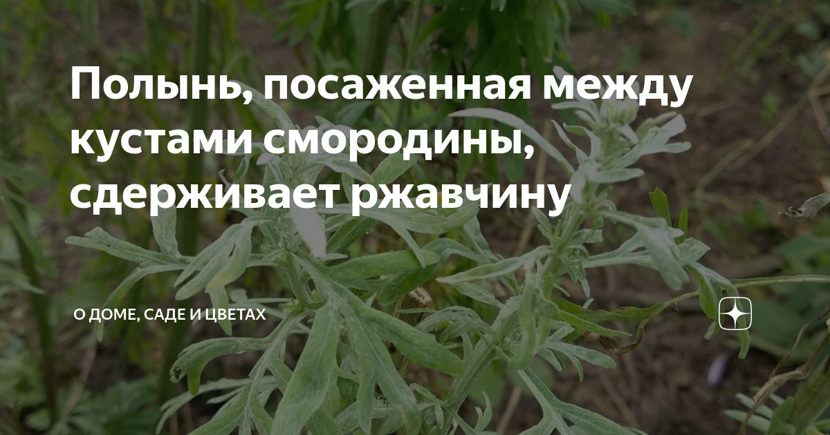 Полынок ноты. Ноты песни полынь трава. Детский хор им гнесиных. Семейские села урлук. Хор глория дмш асафьева.