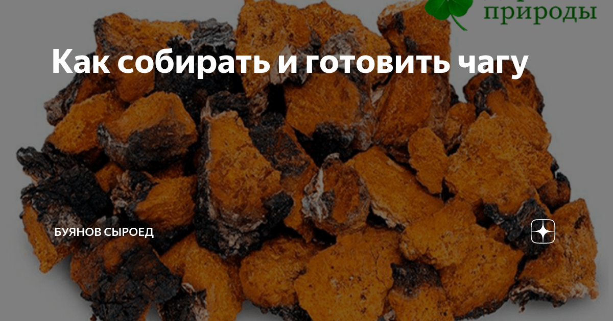Можно пить чагу при гастрите. Иркутская чага. Когда и как собирать чагу. Как готовить чагу. Чага состав микроэлементов.