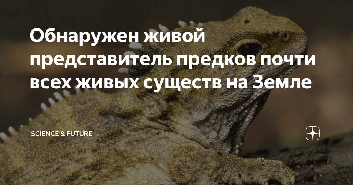 Эволюция живых организмов. Лестница живых существ аристотеля. Живые существа на других планетах. Живые существа и человечества. Обитатели других планет.