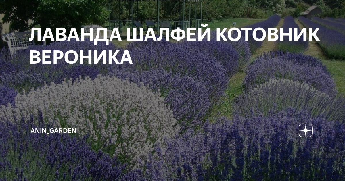 Лаванда котовник шалфей