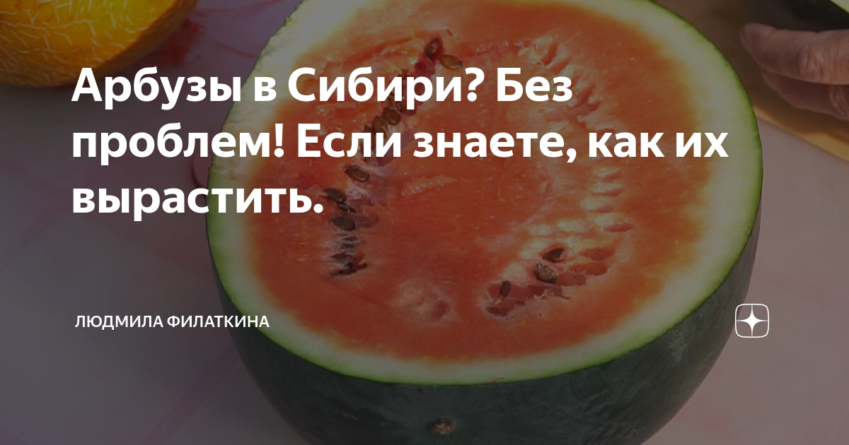Когда убирают арбузы в сибири