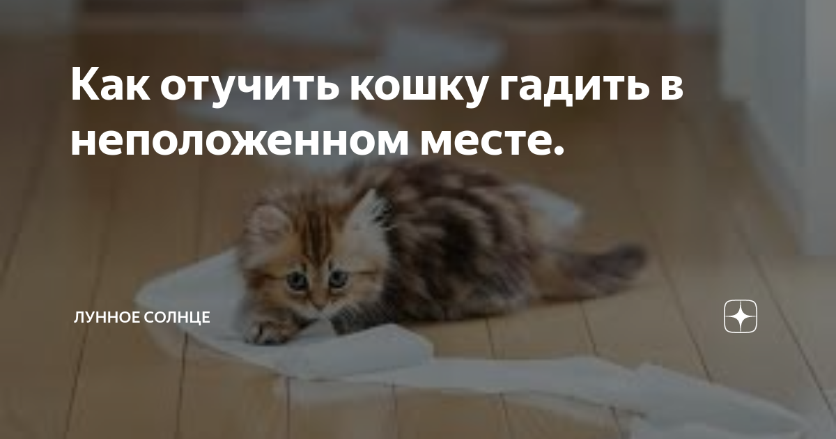 Отлучили котят. Отучить кота гадить в неположенном месте. Как отучить котёнка гадить. Как отучить котёнка гадить в неположенном месте. Как отучить котёнка писать в неположенном месте.