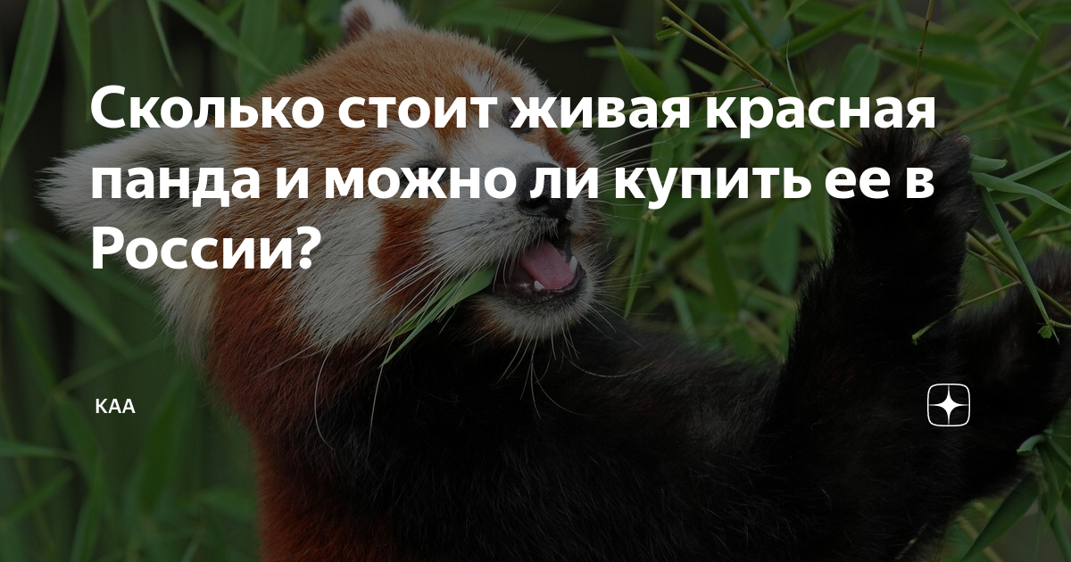 Сколько стоит живая красная панда и можно ли купить ее в России? | КАА ...