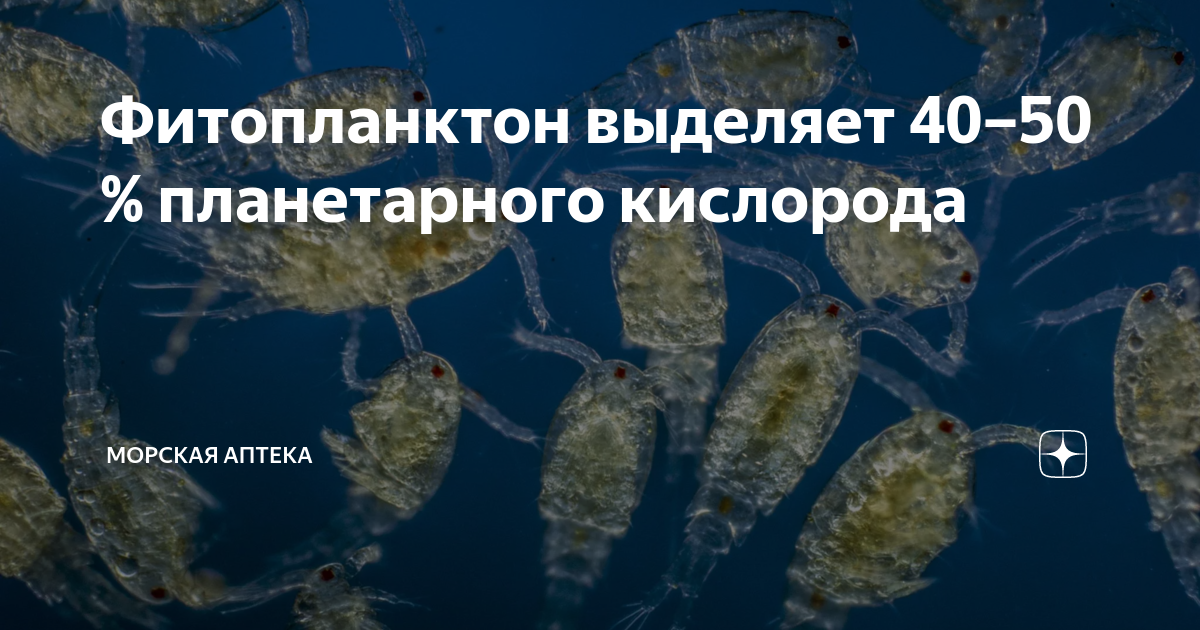 Фитопланктон определитель. Фитопланктон фотосинтез. Фитопланктон это кратко. Планктон фитопланктон и зоопланктон.