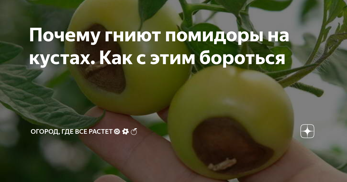 Почему чернеет перец на грядке. От вершинной гнили томатов. Гнили на томатах в теплице. От вершинной гнили на помидорах препараты. Гамаир от вершинной гнили томатов.