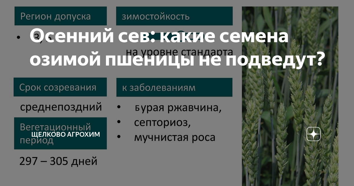 Провокационные фоны в селекции. Адаптивные сорта. Адаптивная селекция. Вниимк армавир. Адаптивные сорта.
