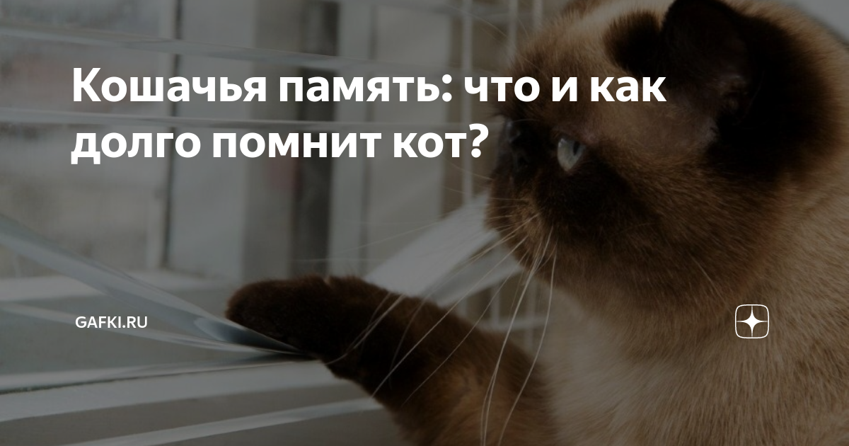 Кошки память на русском. Кошачья память. В память о кошке. Помни котик. Какая память у кота.
